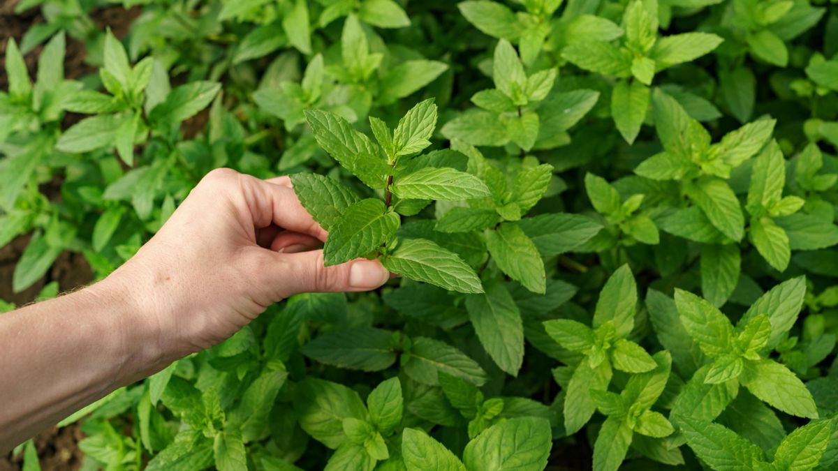 Mentha piperita