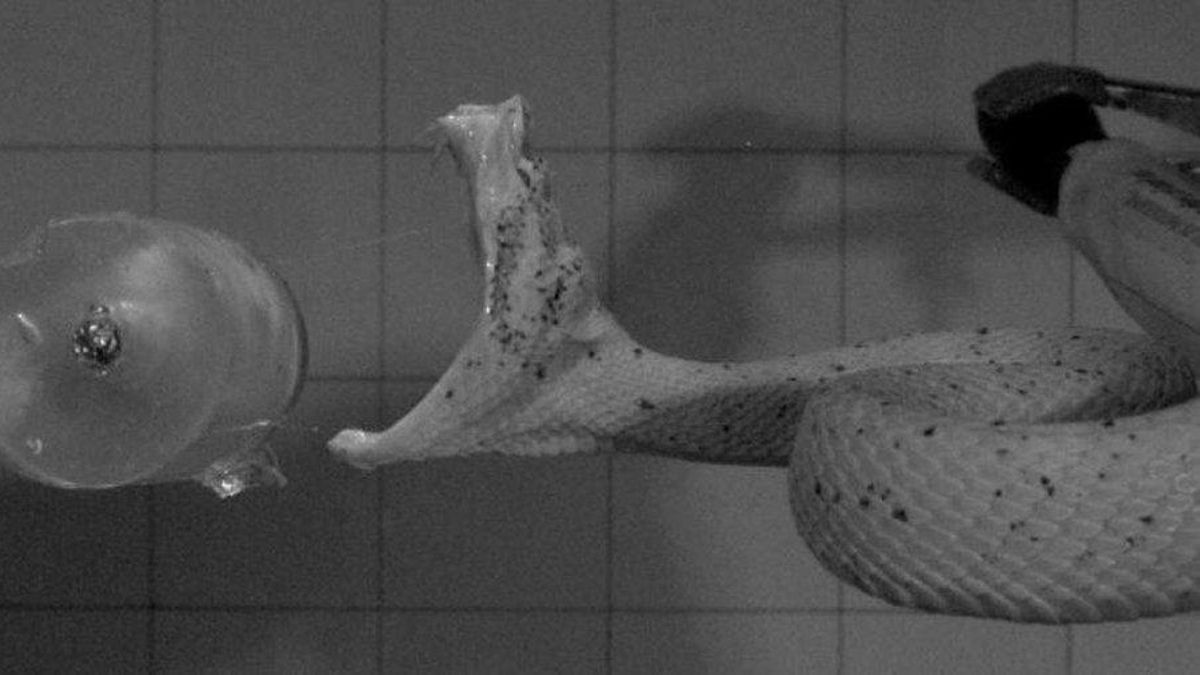 En las pruebas realizadas en el centro Venomworld, las serpientes mordían cilindros de gel que simulaban cuerpos reales.