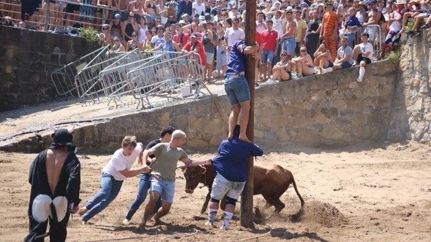 Más de 8.000 firmas contra el maltrato animal en la sokamuturra de las fiestas de Algorta, en Getxo