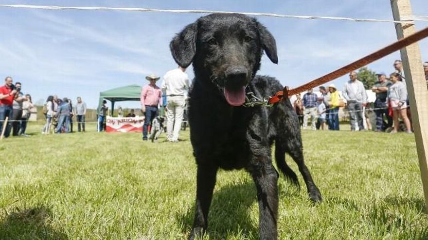 Carlos S. Campillo / ICAL Segunda joranda de la Feria Carea de Cerezales del Condado, con pruebas selectivas de morfología