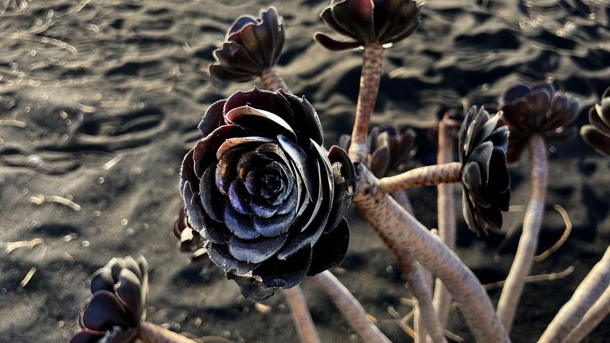Cenizas del volcán de La Palma. / Fotos: Leandro Betancor Fajardo