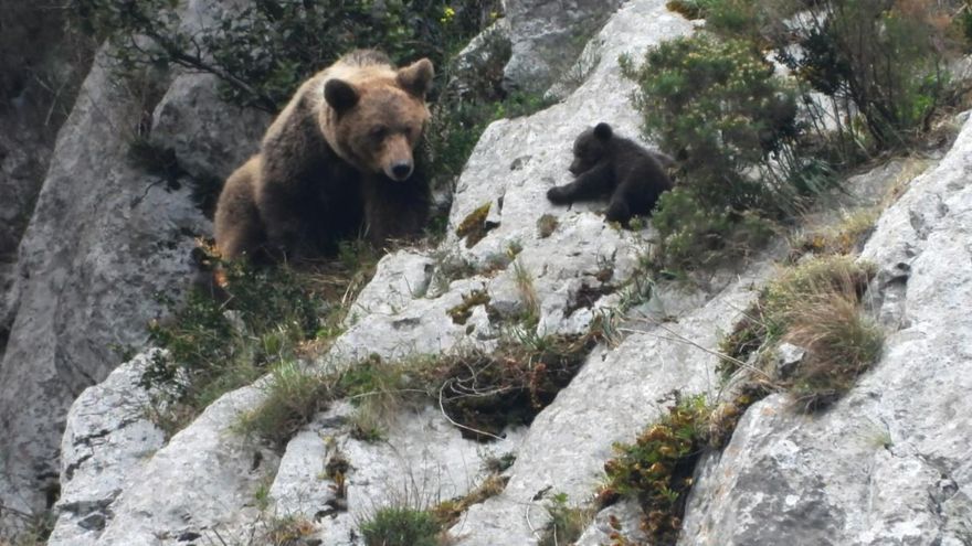 Proteger las zonas de apareamiento y de cría de los osos pardos de la presencia humana, clave para evitar infanticidios