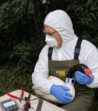 Colocación de un geolocalizador en un cisne para su seguimiento. Foto: cortesía Yanina Poblete