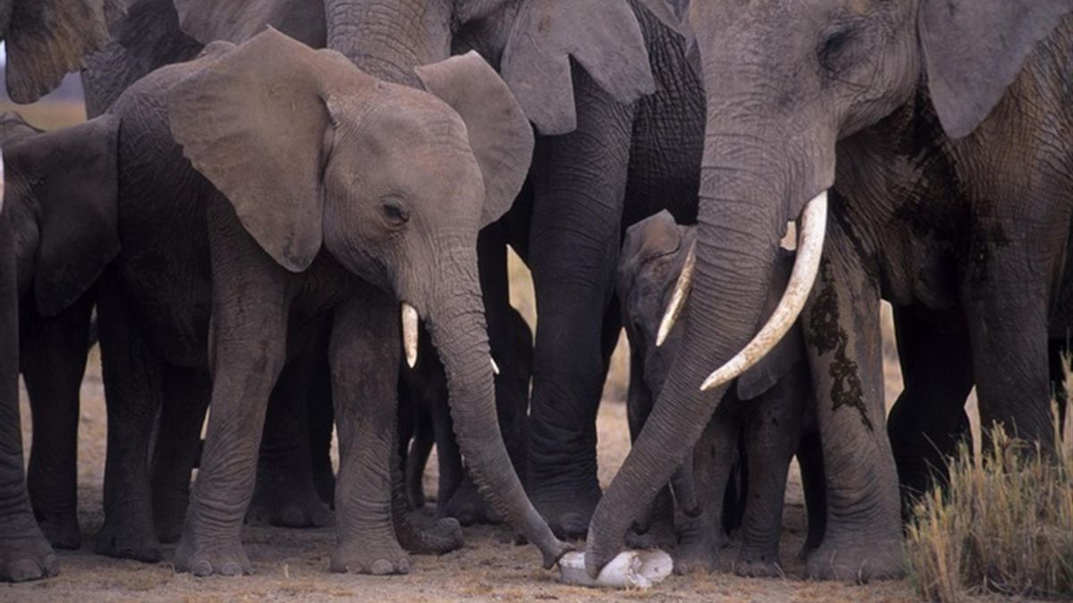 Un grupo de elefantes africanos examina un hueso de otro ejemplar