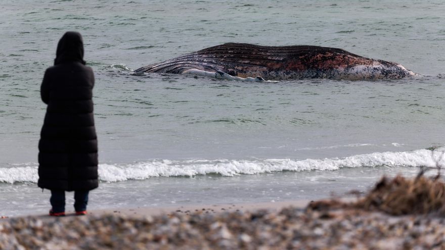 Fin a la aventura de Timmy: la ballena jorobada aparece muerta en la costa danesa después de protagonizar un polémico rescate