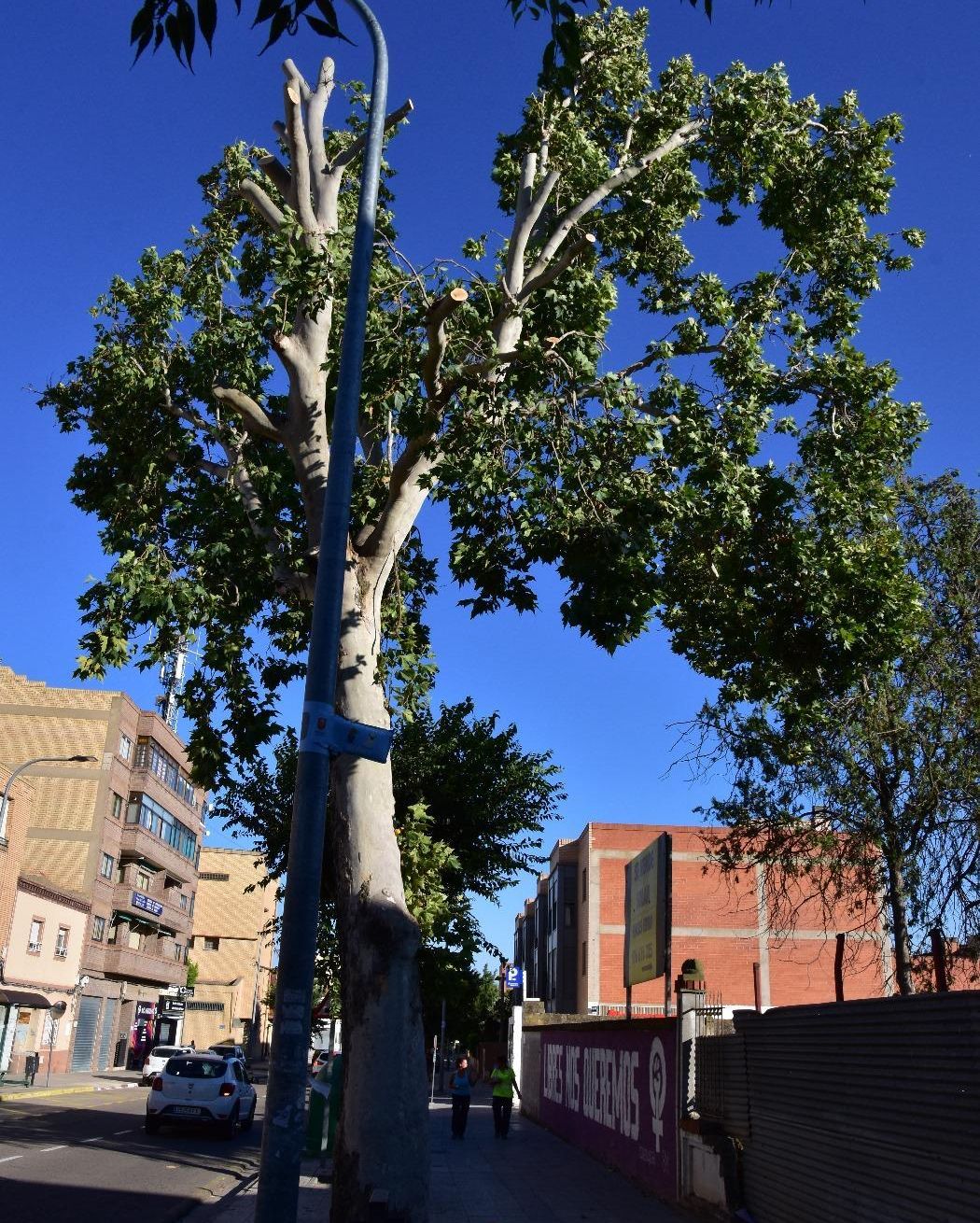 Platanero de Alagón este verano