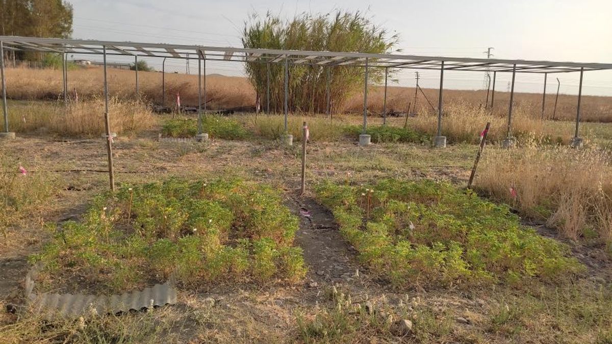 La UCO evalúa el potencial de una leguminosa para revitar la dehesa frente a la sequía