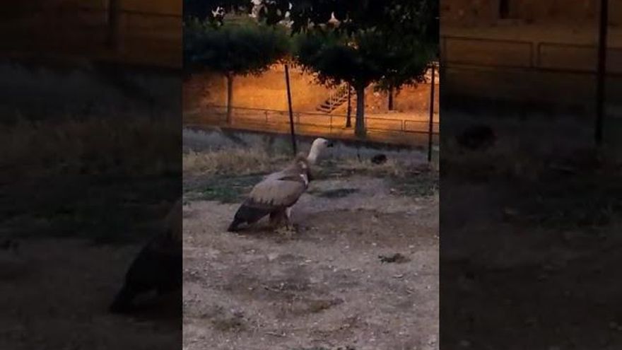 Un buitre se pasea por Cervera