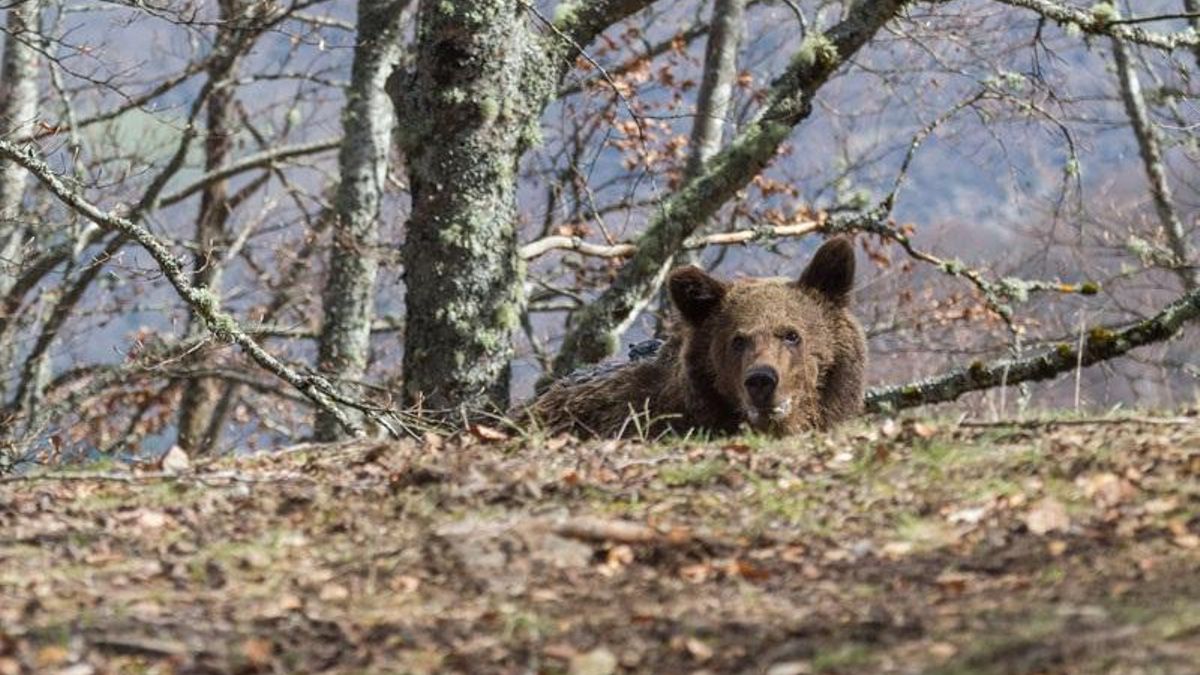 El oso 'Beato' vuelve a buscar comida cerca de las casas y FOP pide medidas de disuasión