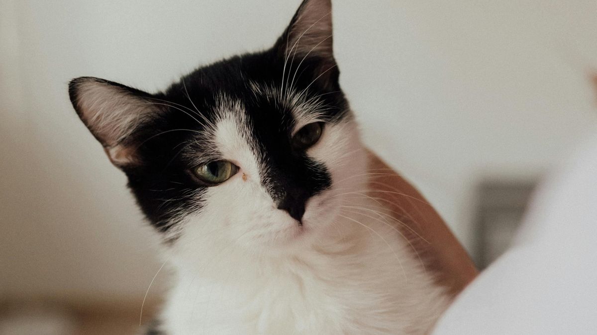 Así es como tu gato te manipula