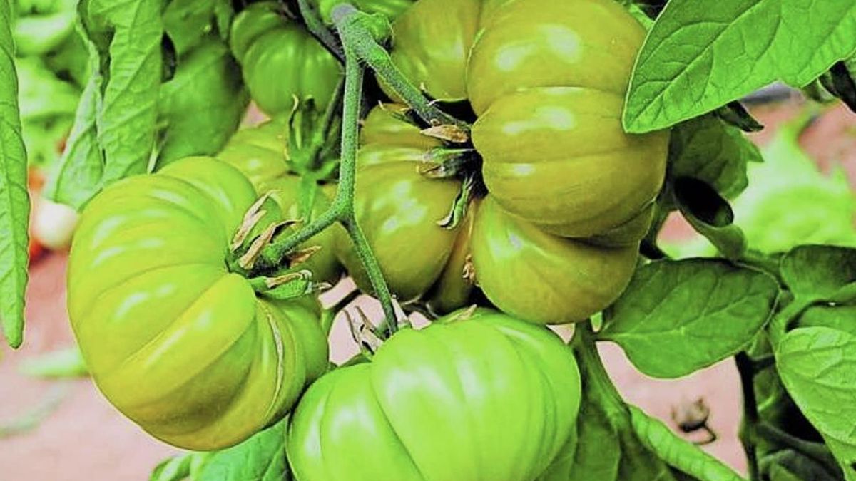 No es roja sino verde: la curiosa variedad de tomate, autóctona de Murcia y que acaba de ser registrada