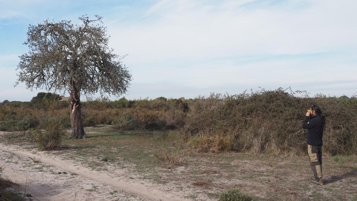 La "paradoja de conservación" que condena a un árbol en Doñana: la ley lo protege, pero también al que lo devora