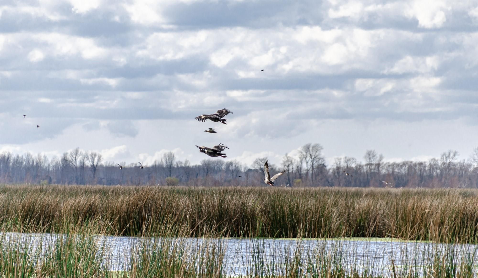 Latinoamérica puede encontrar soluciones para la restauración de suelos y alimentación en sus zonas de pastizales y sabanas naturales, de acuerdo con expertos. Foto: cortesía Parques Nacionales Argentina