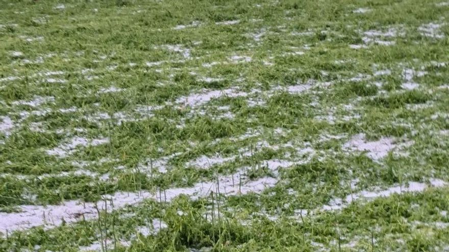 Las consecuencias de las tormentas en el campo: la localidad de Casasimarro pedirá la declaración de zona catastrófica