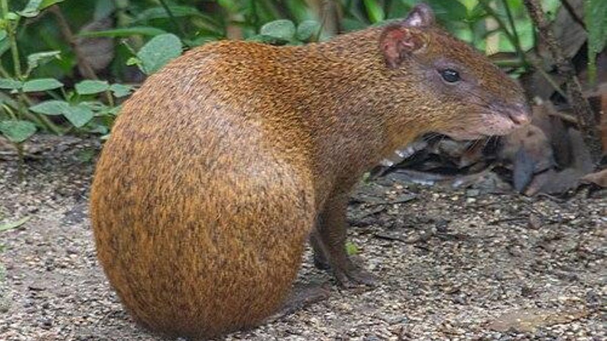 Así es el curioso rodeado autóctono de la isla, el agutí de Roatán