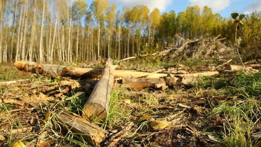 César Sánchez / ICAL Madera de chopo en una finca en el Bierzo.