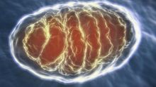 mitocondrias