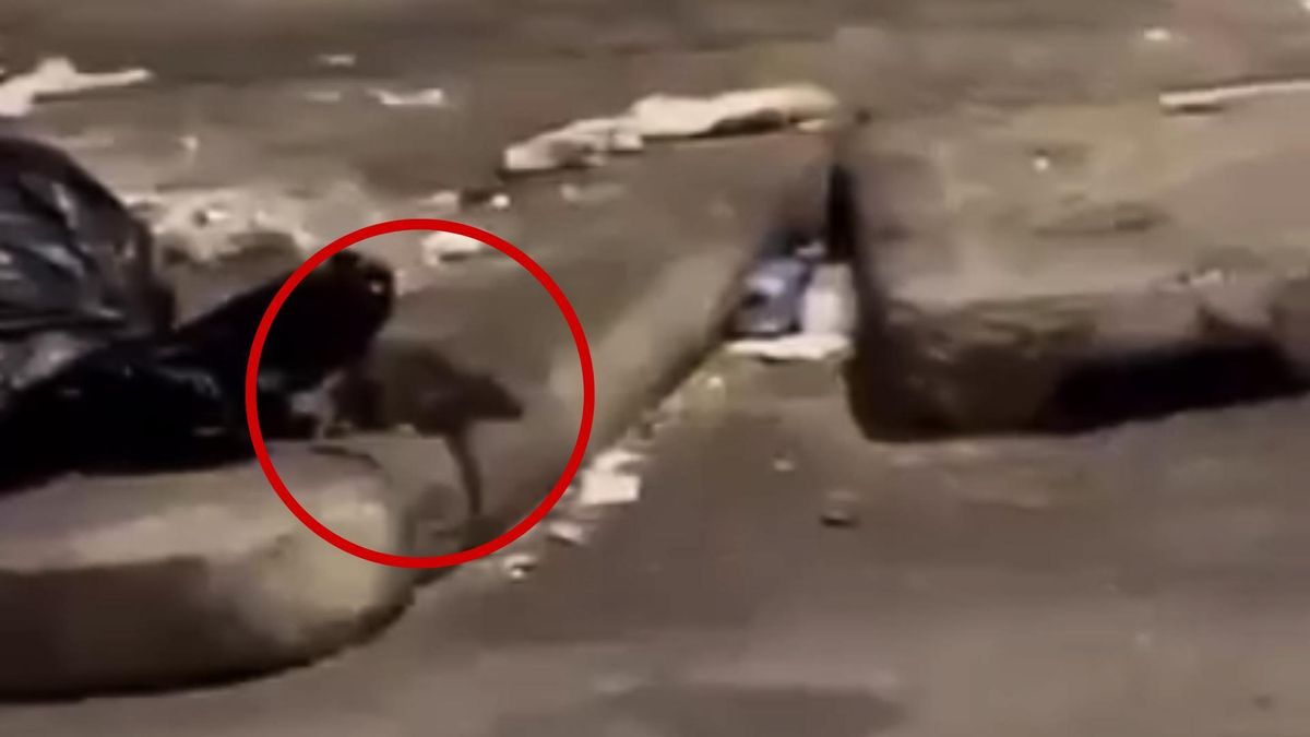 El Ayuntamiento de Madrid reduce a "casos puntuales" la proliferación de ratas en edificios abandonados de Carabanchel