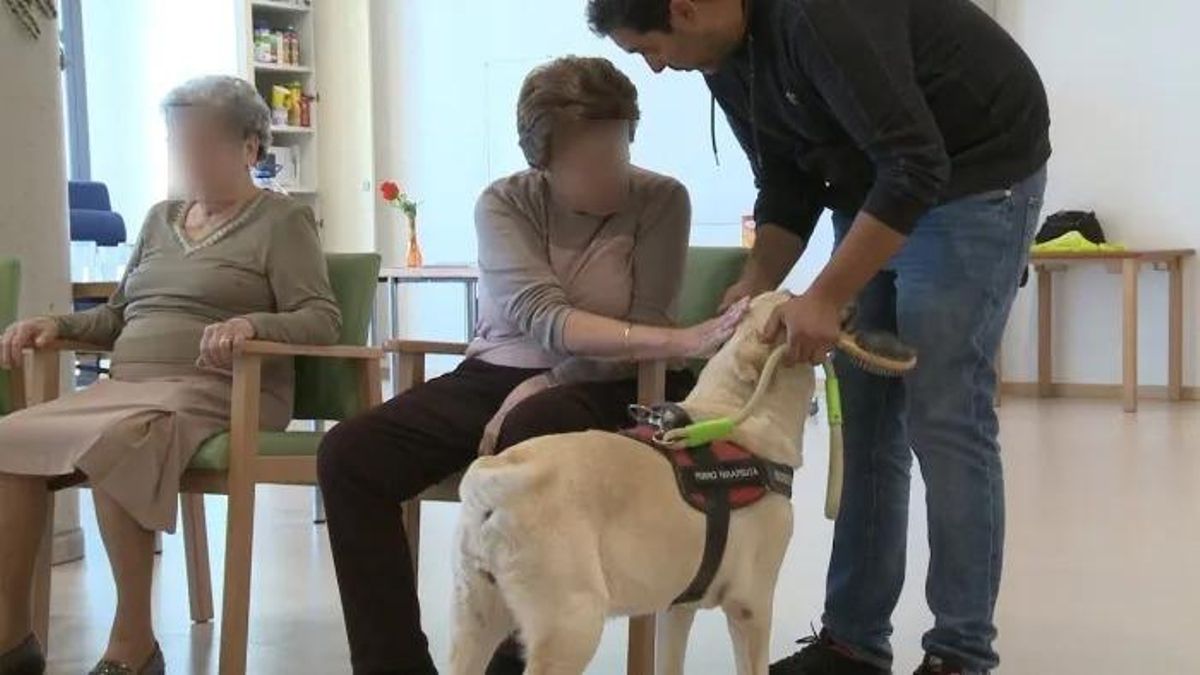 Usuarios de la terapia asistida con animales