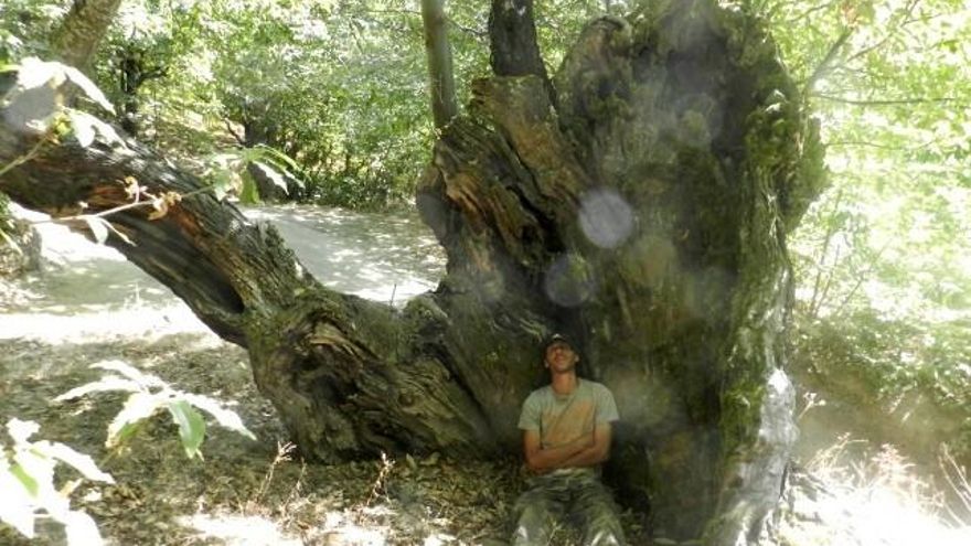 Descanso de un vendimiador a la sombra de un castaño.