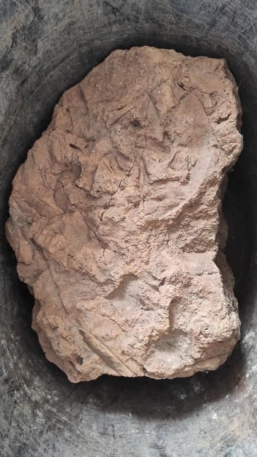 En la imagen, el fósil con restos vegetales.