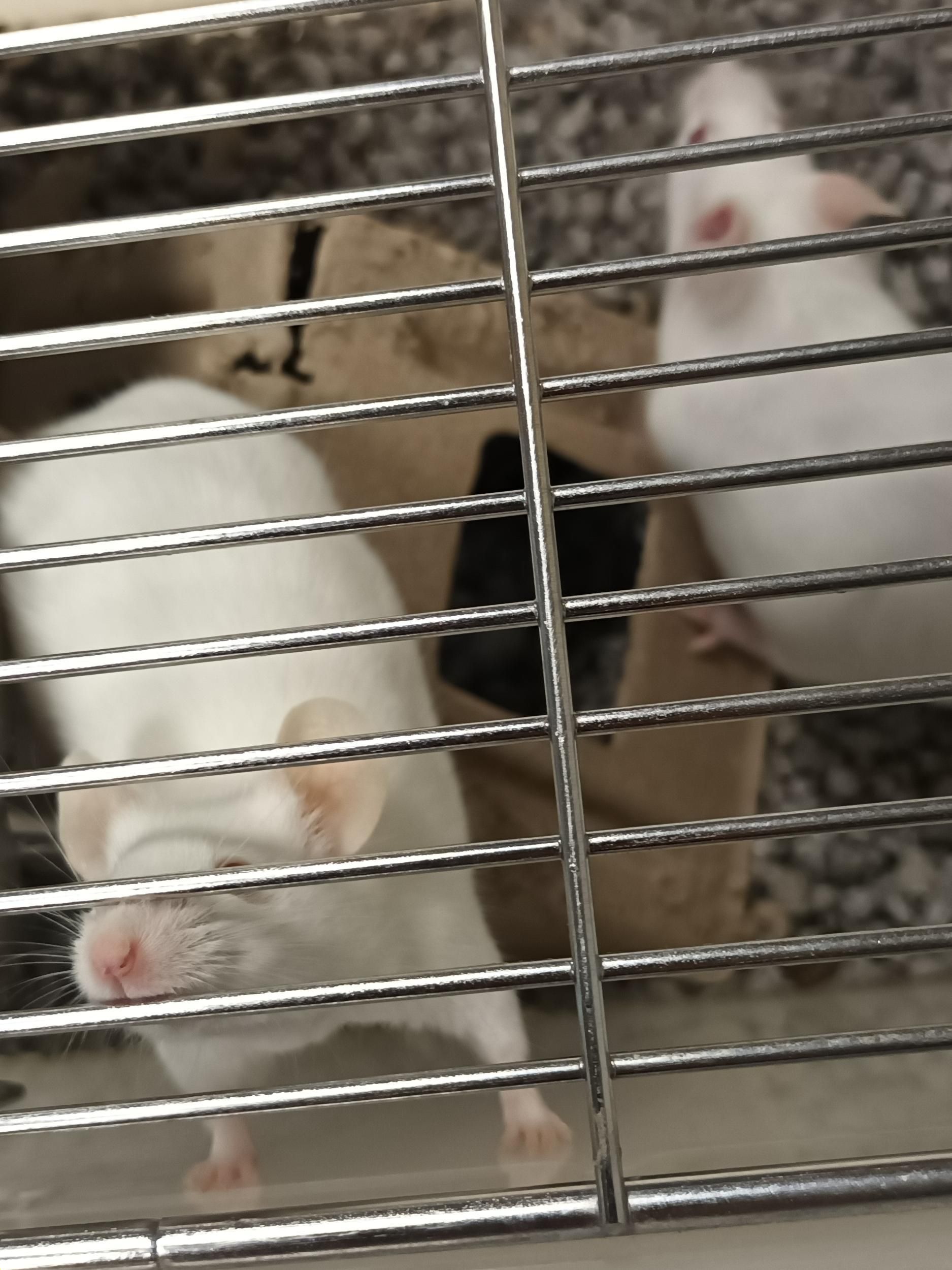 Ratones en una jaula