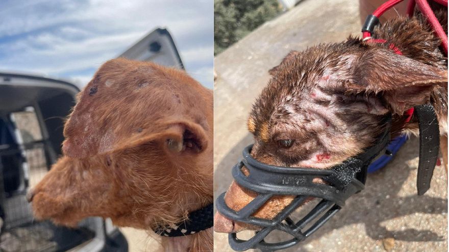 Dos de los perros intervenidos en El Álamo (Madrid)