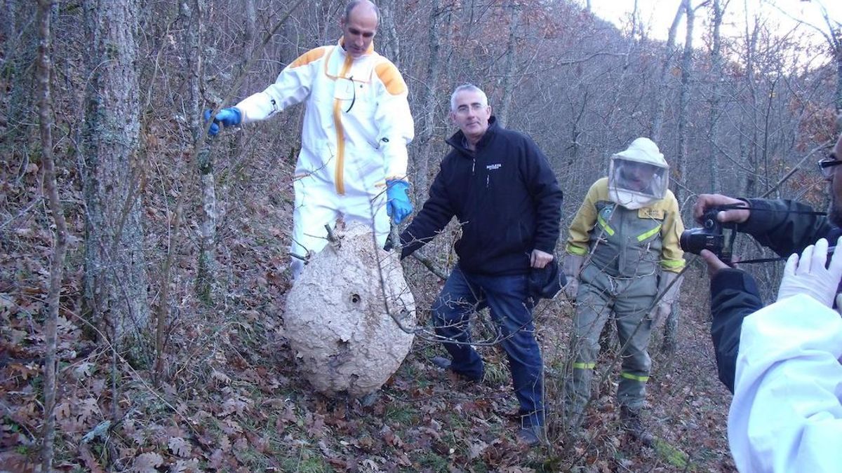 Avispa asiática en La Rioja: de un nido en 2014 a154 diez años después