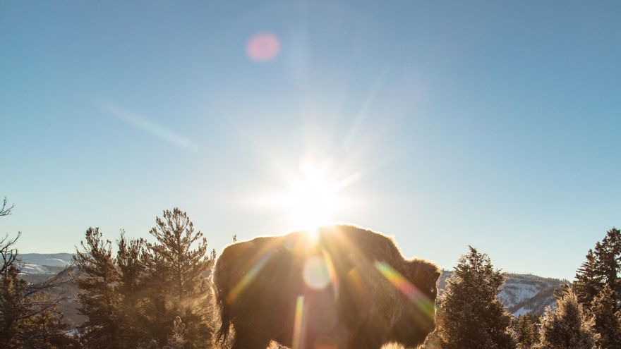 Los legendarios bisontes de Yellowstone dejan atrás un siglo de separación y se unifican en una sola manada