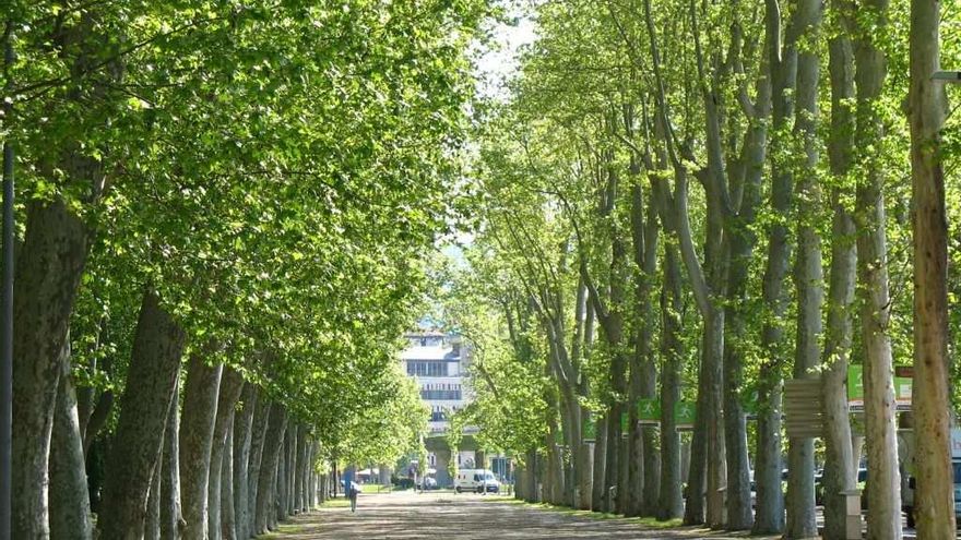 El árbol más alto de Catalunya es un plátano de Girona tan grande como un bloque de 18 pisos, según un estudio