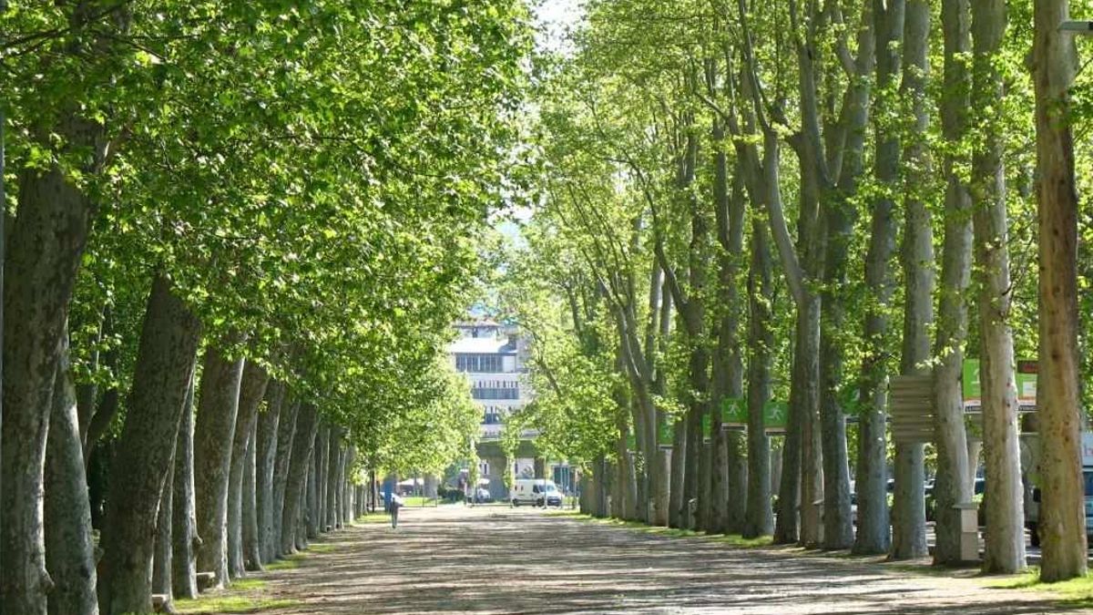 El árbol más alto de Catalunya es un plátano de Girona tan grande como un bloque de 18 pisos, según un estudio