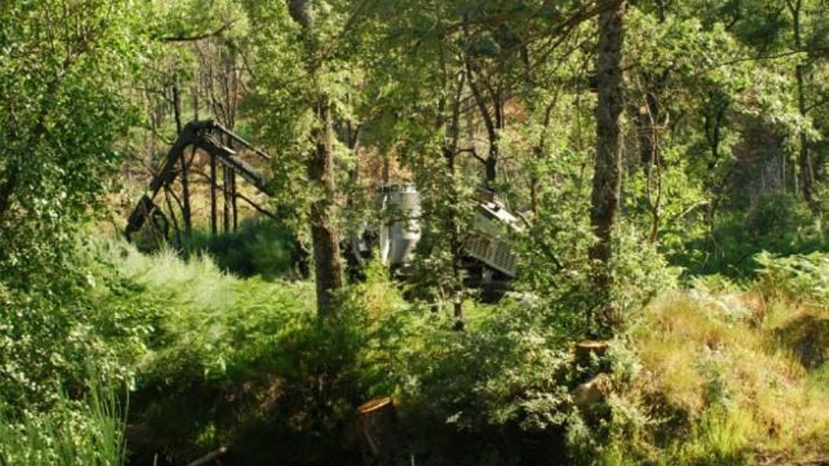 Un bosque de robles leonés.