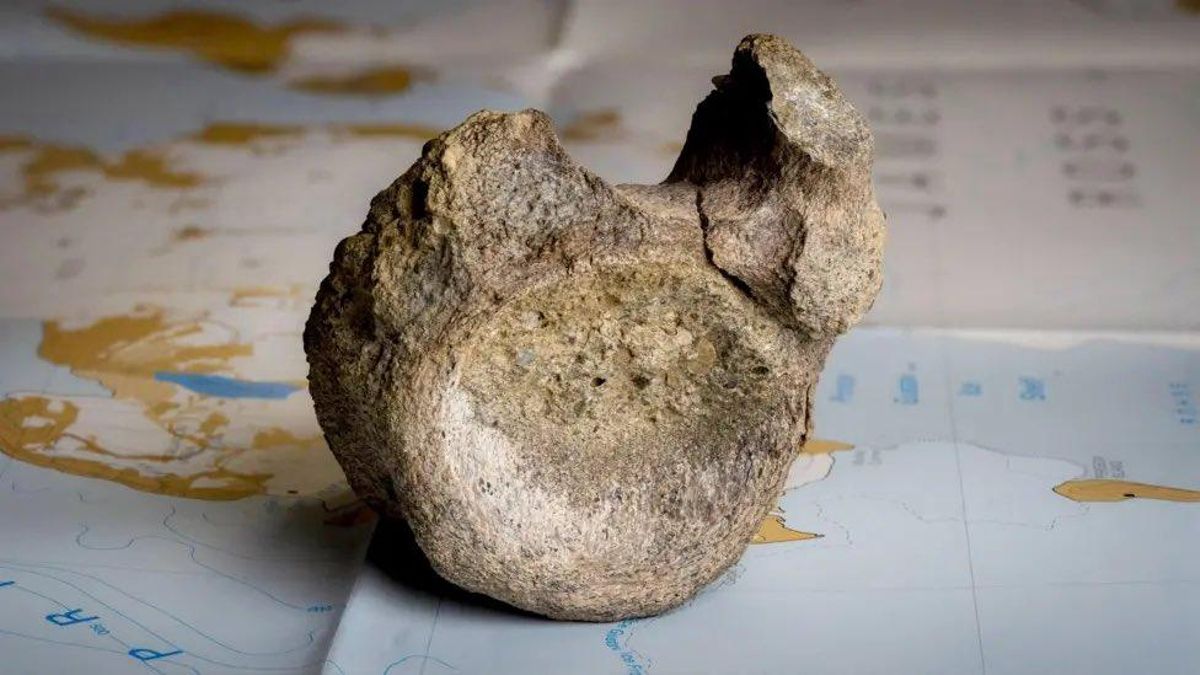 El terreno marino explicó cómo acabó allí el esqueleto