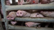La versión industrial de la ganadería porcina prolifera en Aragón a espaldas de la problemática ambiental