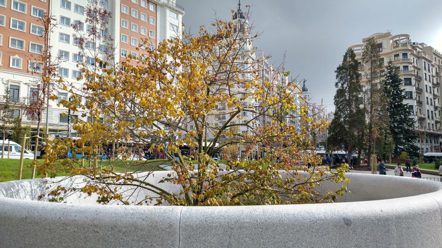 Árbol en el párking de la Plaza de España