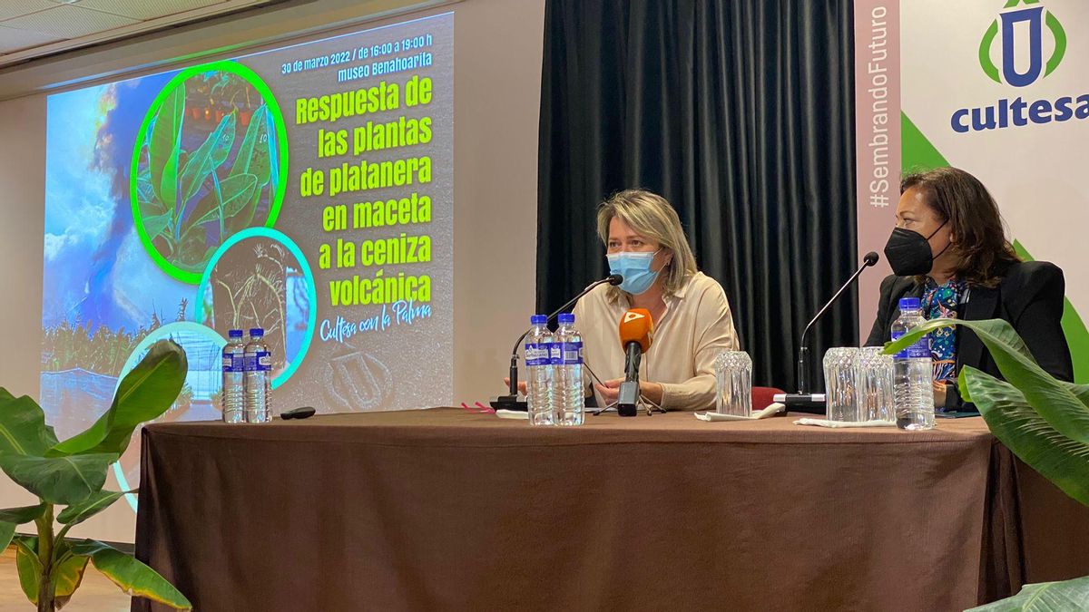 Alicia Vanoostende (i), consejera de Agricultura, Ganadería y Pesca, en la presentación de  los resultados de un estudio sobre la respuesta de las plantas de platanera en maceta a la ceniza volcánica.