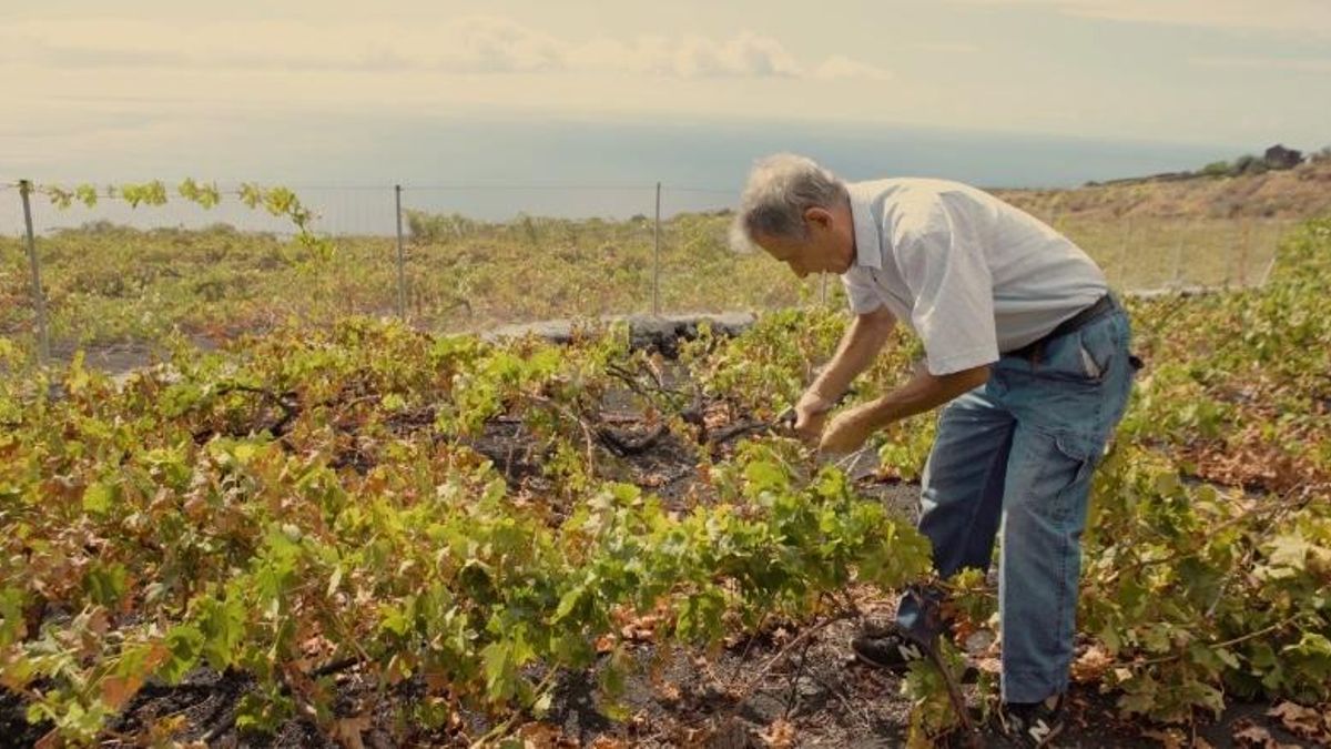 Viticultor realiza labores en vides de La Palma.