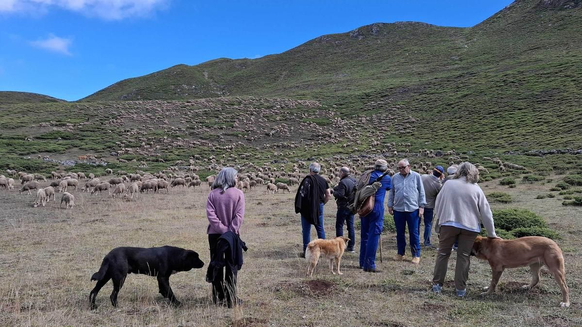 Los pastores de Babia ponen en común el papel de los mastines y perros de carea para proteger el ganado