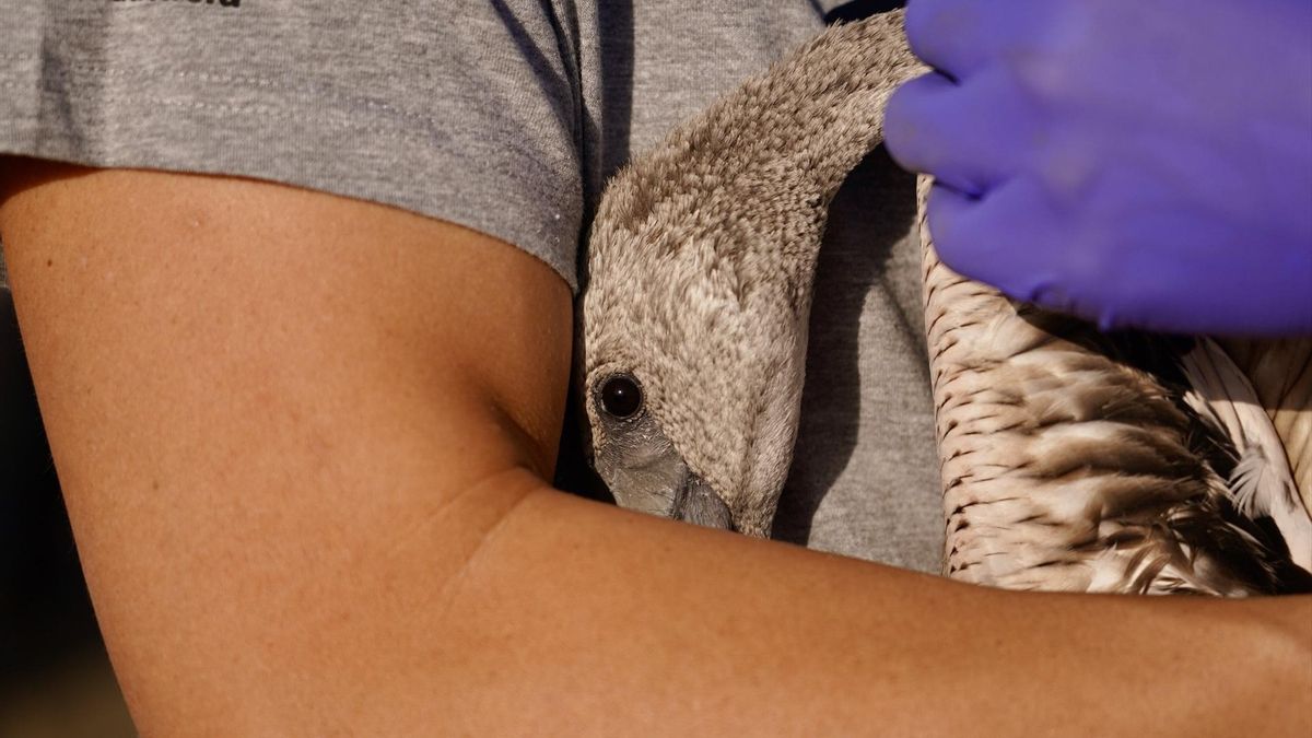 Anillamiento de flamencos en Fuente de Piedra | Alex Zea Europa Press