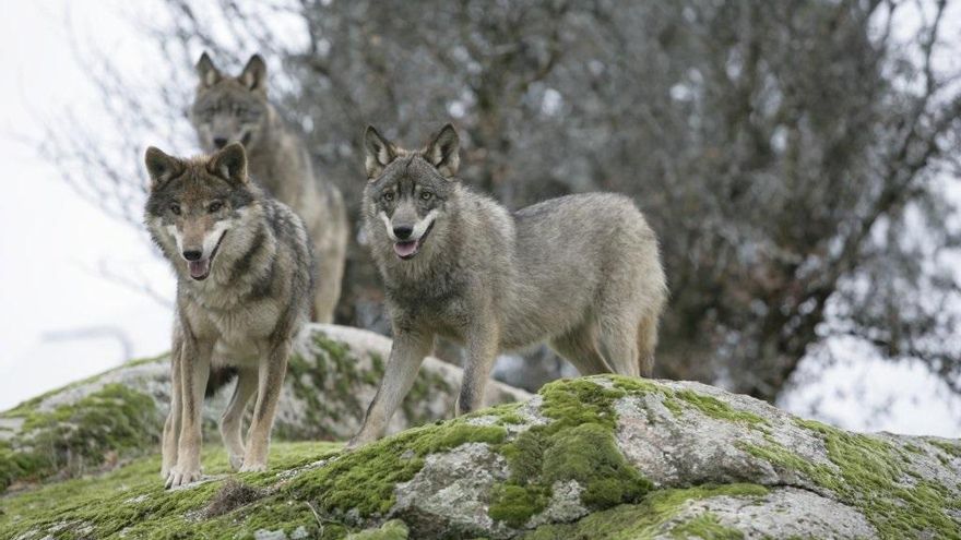 Cantabria ha sacrificado ya a 21 lobos de los 41 previstos en su plan de gestión
