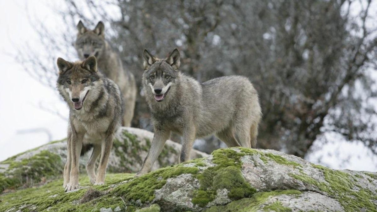 Lobos.