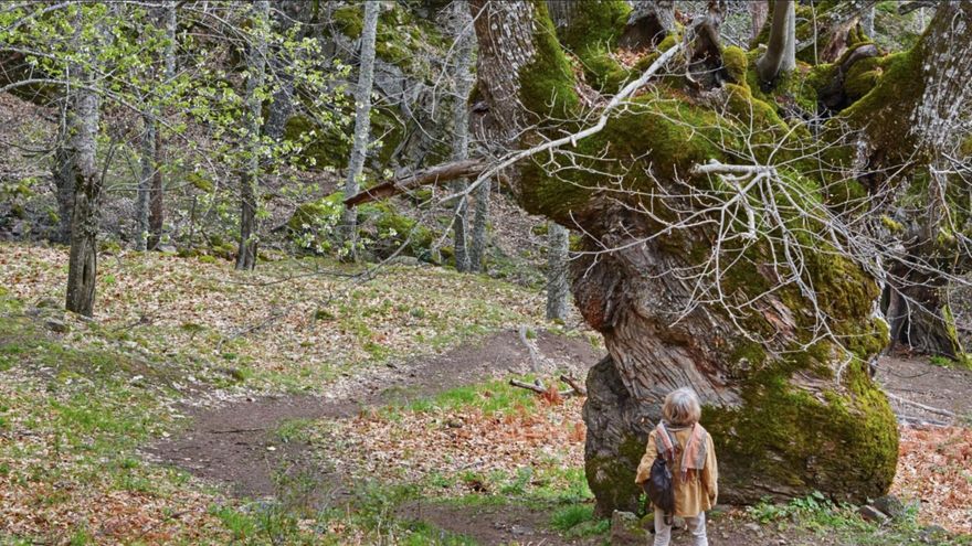 La ruta de senderismo junto a un río de Extremadura que te llevará hasta una cascada escondida entre castaños y robles