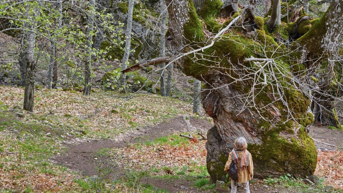 La ruta de senderismo junto a un río de Extremadura que te llevará hasta una cascada escondida entre castaños y robles