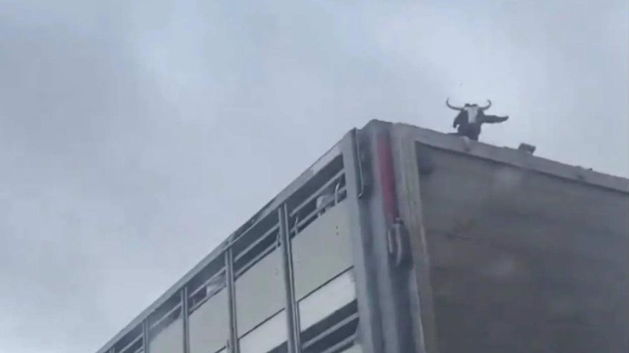 Denuncian al conductor de un camión por circular con una cabra en la parte superior