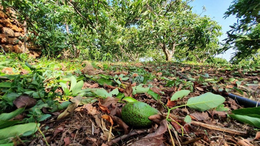 Cultivo de aguacates dañados por el viento y el calor en Puntagorda.