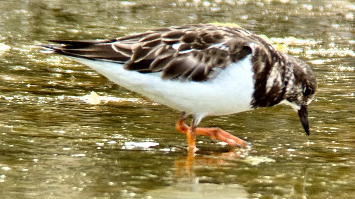 ¿Y si La Palma pudiera escuchar sus aves todo el año?
