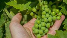 Uva de La Mancha