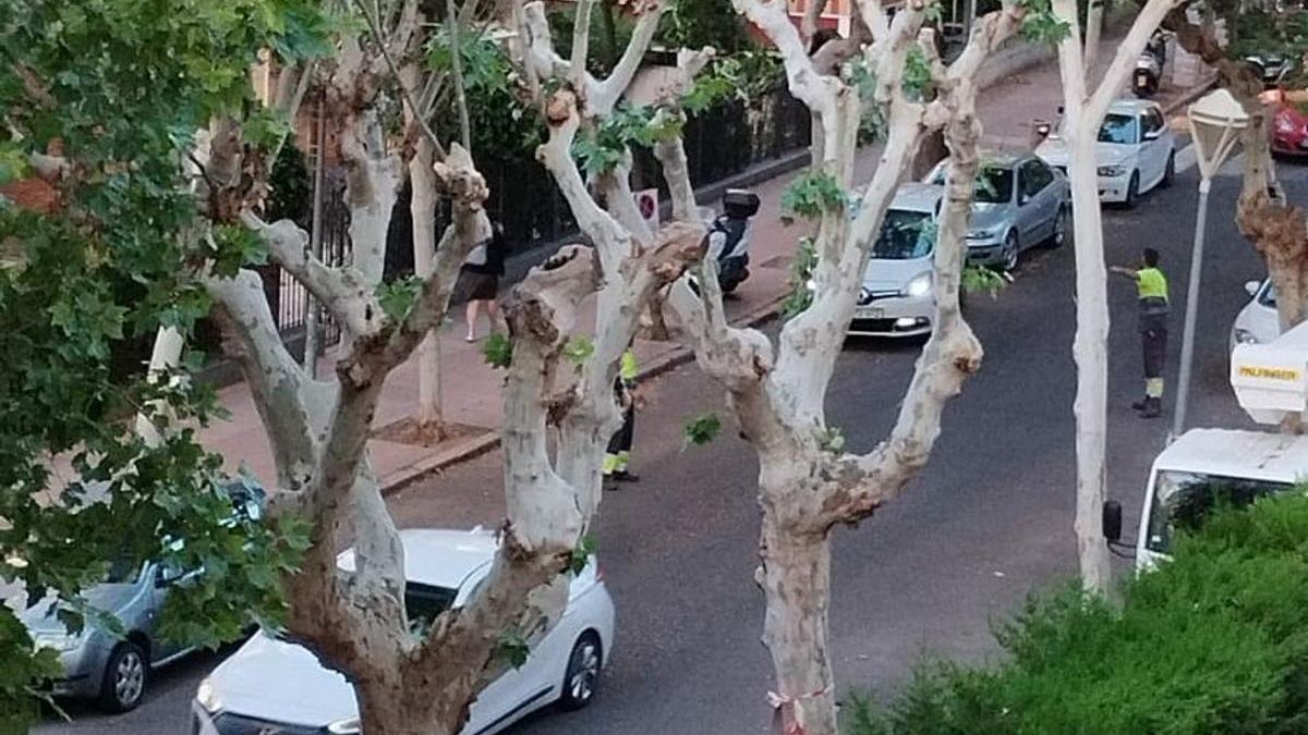 Imagen de árboles podados en Córdoba.