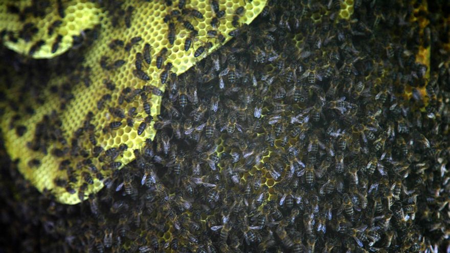 Abejas, las temidas, incansables y necesarias trabajadoras para elaborar el manjar de la miel