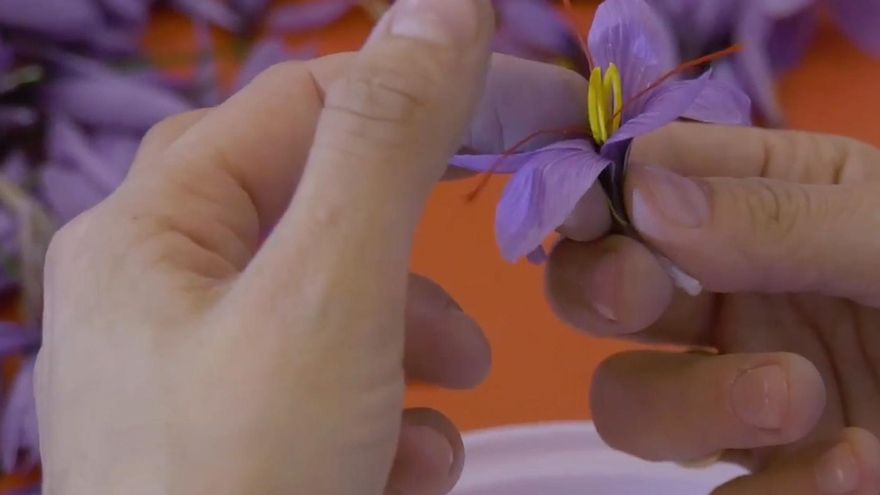 Pistilos del azafrán. FOTO: Ayto Villafranca de los Caballeros